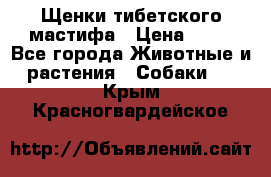 Щенки тибетского мастифа › Цена ­ 80 - Все города Животные и растения » Собаки   . Крым,Красногвардейское